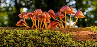Psilocybin Therapy: How Magic Mushrooms are Fighting Mental Illness